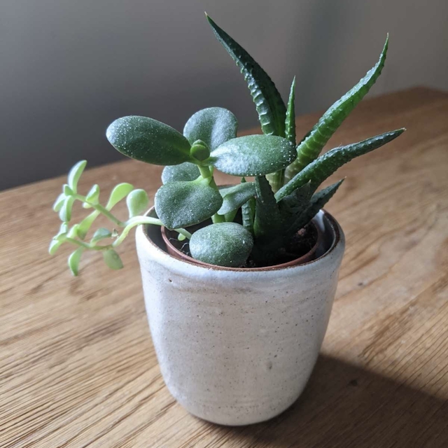 Small white cylinder with succulents